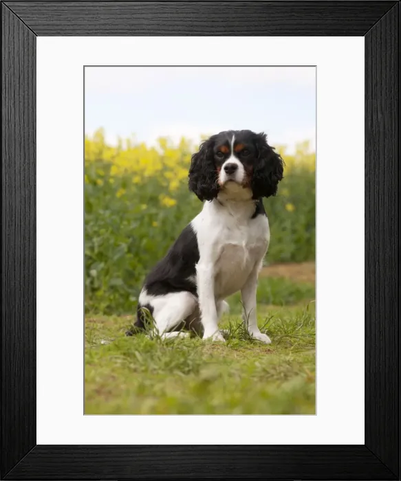 Framed Print : Picture No. 10889757