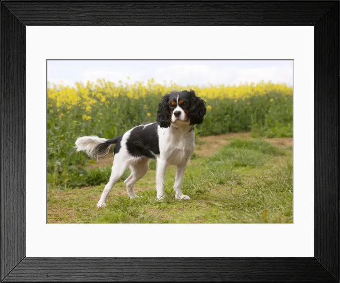 Framed Print : Picture No. 10889756 Framed Print : Picture No. 10889756