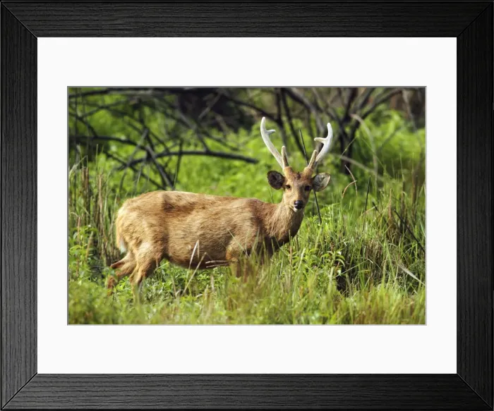 Framed Print : Picture No. 10889868 Framed Print : Picture No. 10889868