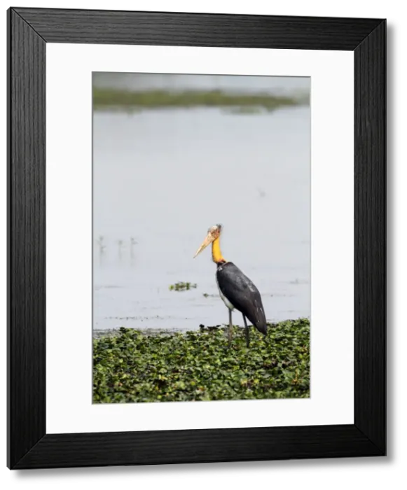 Framed Print : Picture No. 10889875 Framed Print : Picture No. 10889875
