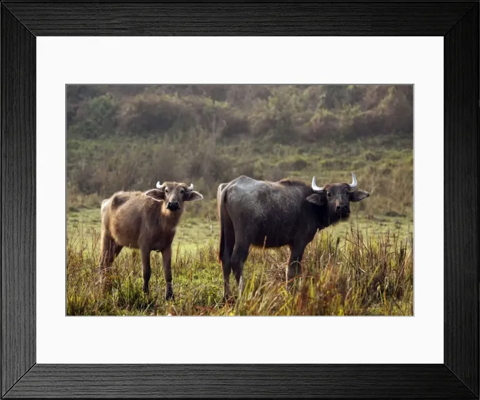 Framed Print : Picture No. 10889874 Framed Print : Picture No. 10889874