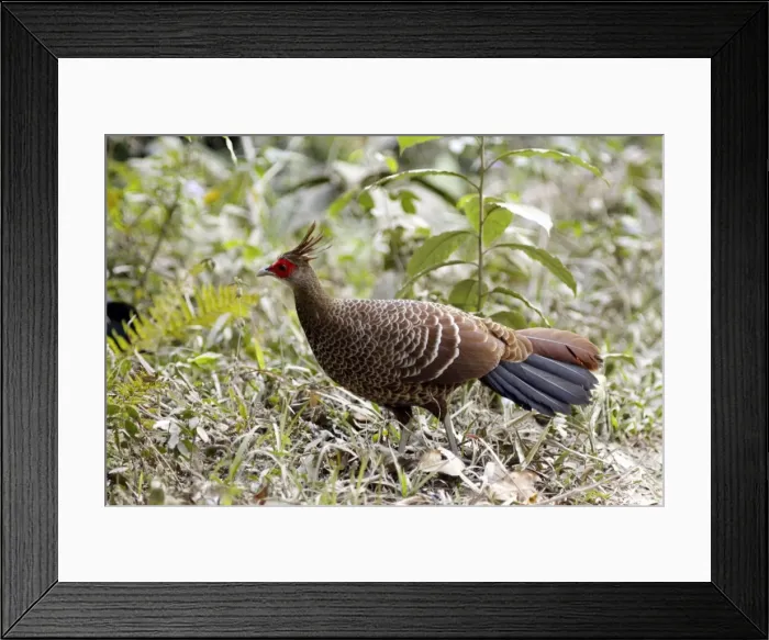 Framed Print : Picture No. 10889886 Framed Print : Picture No. 10889886
