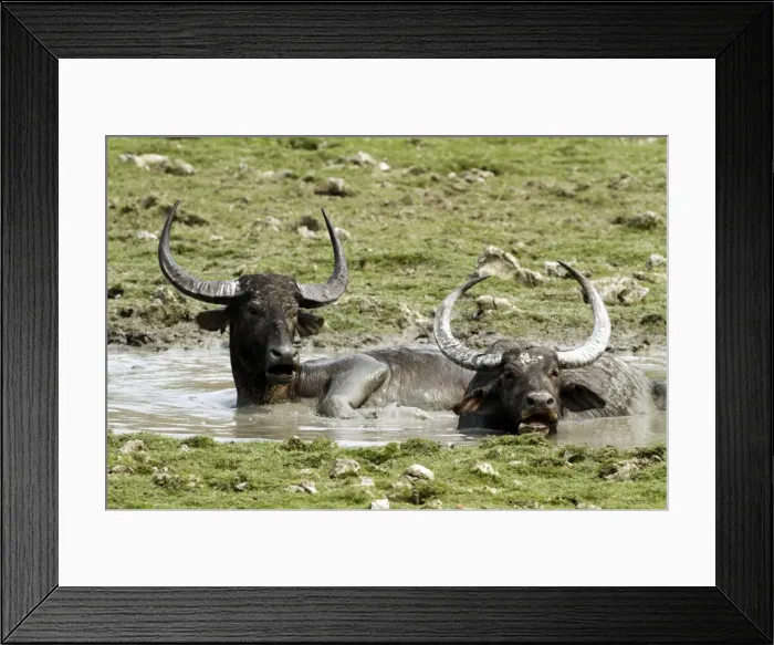 Framed Print : Picture No. 10889887 Framed Print : Picture No. 10889887