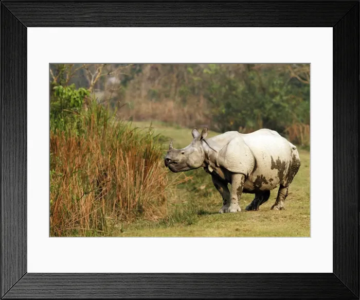 Framed Print : Picture No. 10889880 Framed Print : Picture No. 10889880