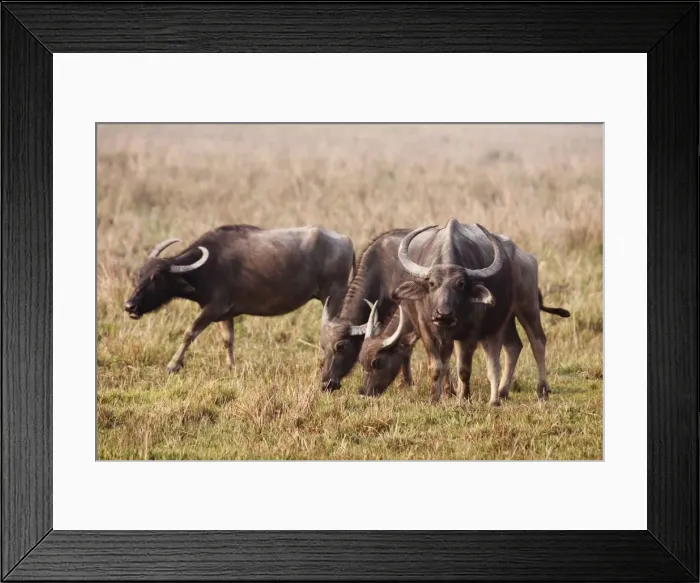 Framed Print : Picture No. 10889888 Framed Print : Picture No. 10889888