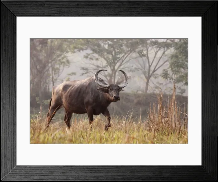 Framed Print : Picture No. 10889894 Framed Print : Picture No. 10889894