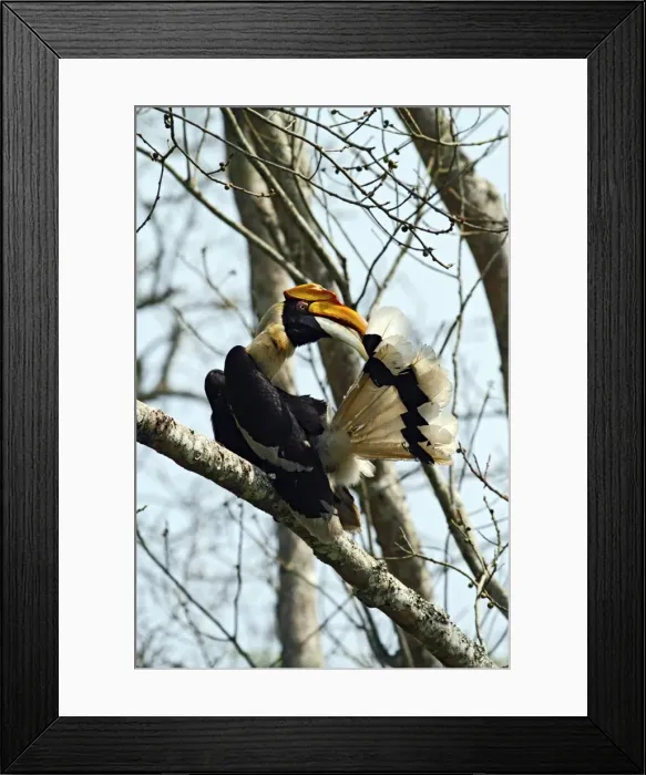 Framed Print : Picture No. 10889889 Framed Print : Picture No. 10889889