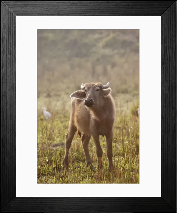 Framed Print : Picture No. 10889895 Framed Print : Picture No. 10889895