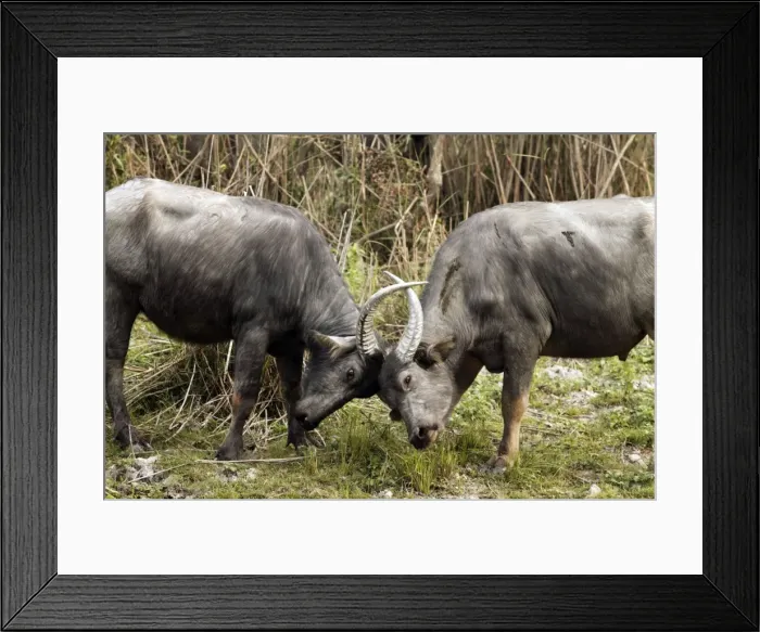 Framed Print : Picture No. 10889890 Framed Print : Picture No. 10889890