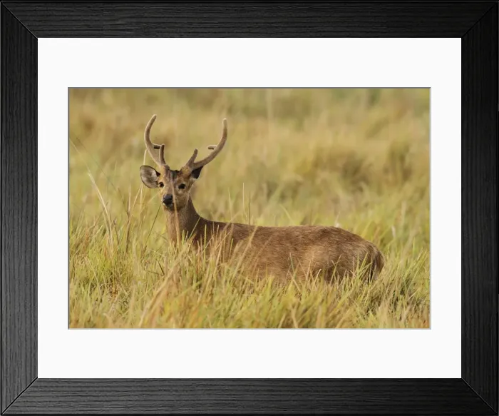 Framed Print : Picture No. 10889898 Framed Print : Picture No. 10889898
