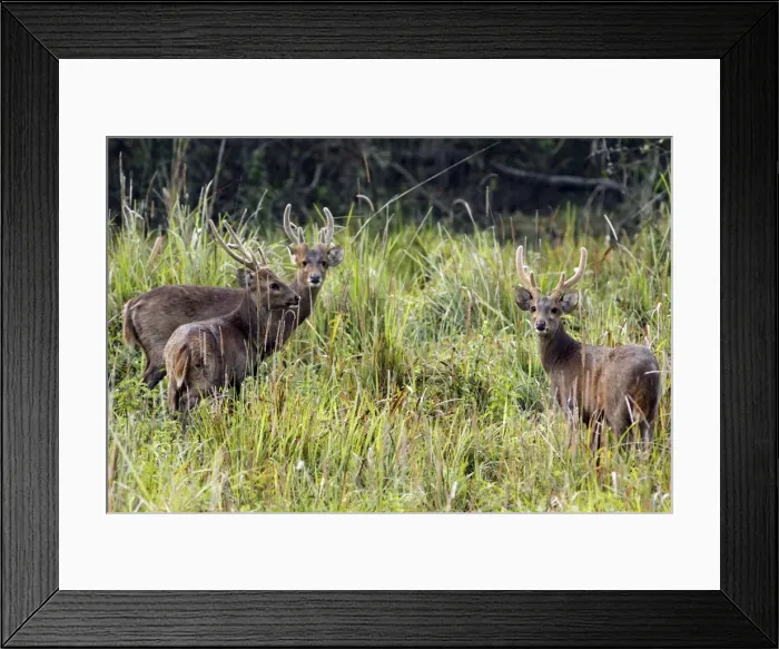 Framed Print : Picture No. 10889893 Framed Print : Picture No. 10889893