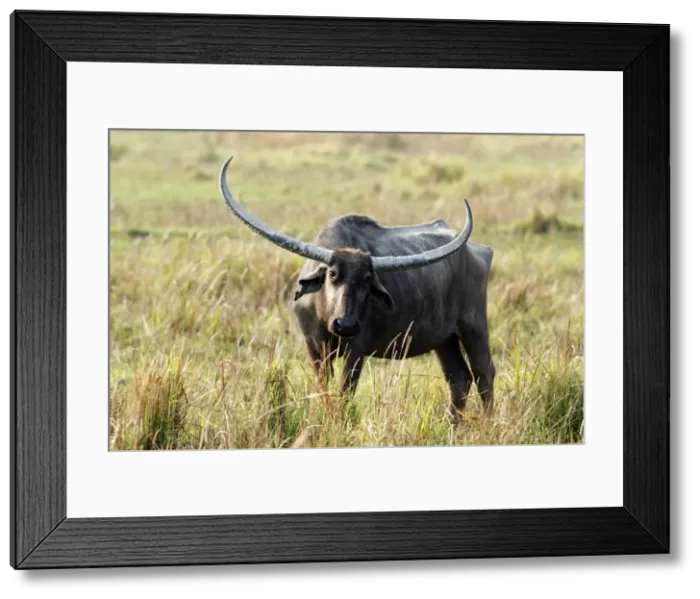 Framed Print : Picture No. 10889899 Framed Print : Picture No. 10889899