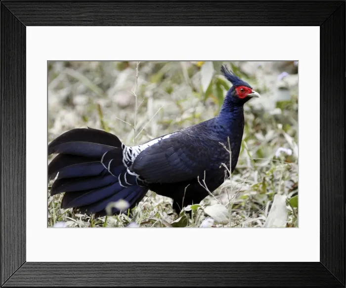 Framed Print : Picture No. 10889900 Framed Print : Picture No. 10889900