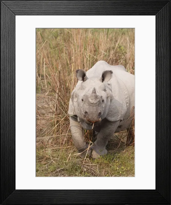 Framed Print : Picture No. 10889896 Framed Print : Picture No. 10889896