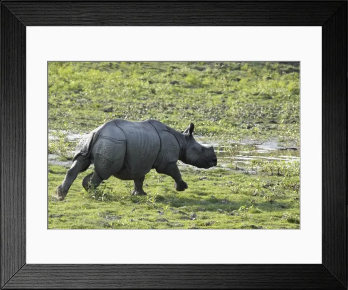 Framed Print : Picture No. 10889907 Framed Print : Picture No. 10889907