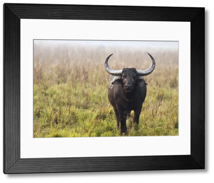 Framed Print : Picture No. 10889905