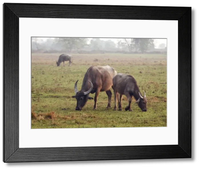 Framed Print : Picture No. 10889904 Framed Print : Picture No. 10889904