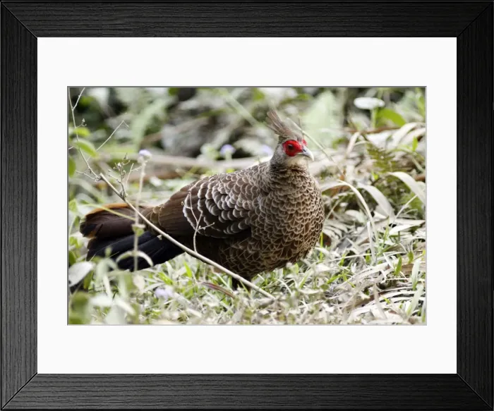 Framed Print : Picture No. 10889910 Framed Print : Picture No. 10889910