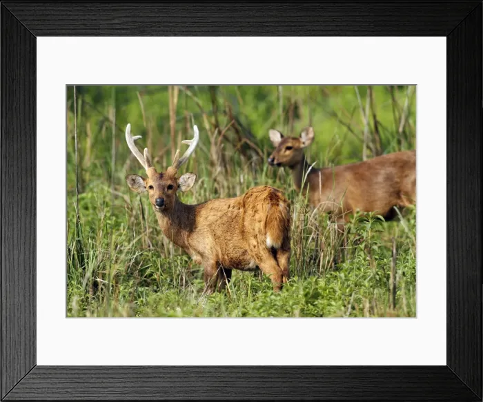 Framed Print : Picture No. 10889906 Framed Print : Picture No. 10889906