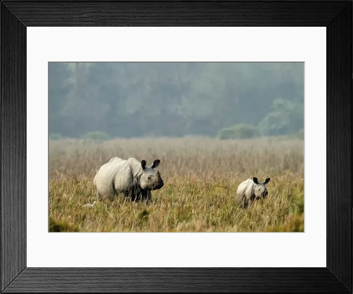 Framed Print : Picture No. 10889909 Framed Print : Picture No. 10889909