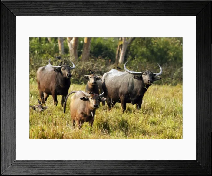 Framed Print : Picture No. 10889912 Framed Print : Picture No. 10889912