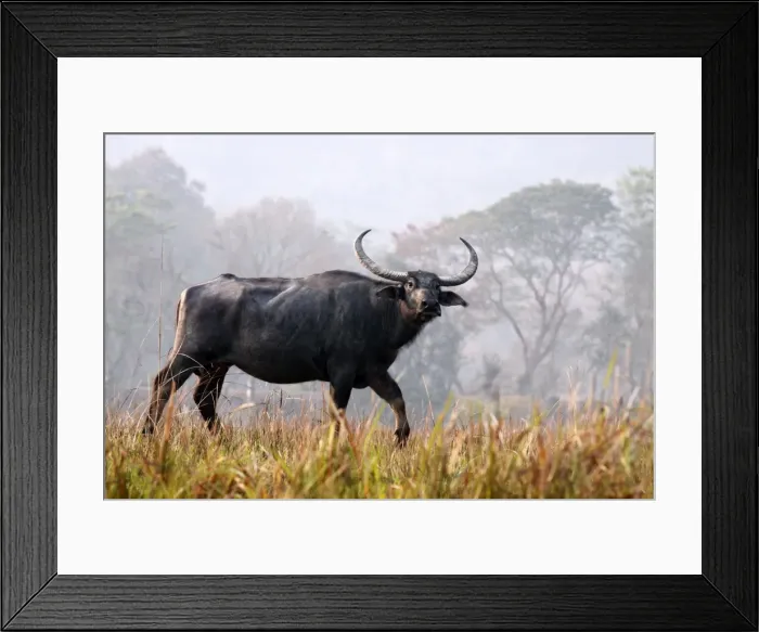 Framed Print : Picture No. 10889913 Framed Print : Picture No. 10889913