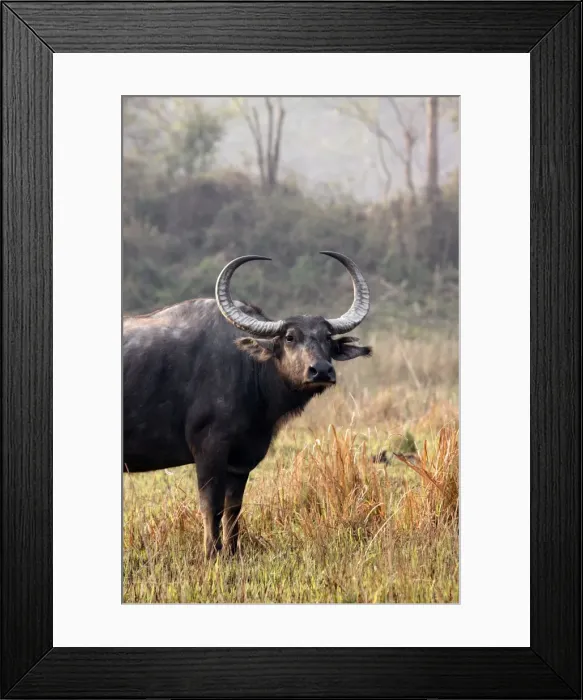 Framed Print : Picture No. 10889915 Framed Print : Picture No. 10889915