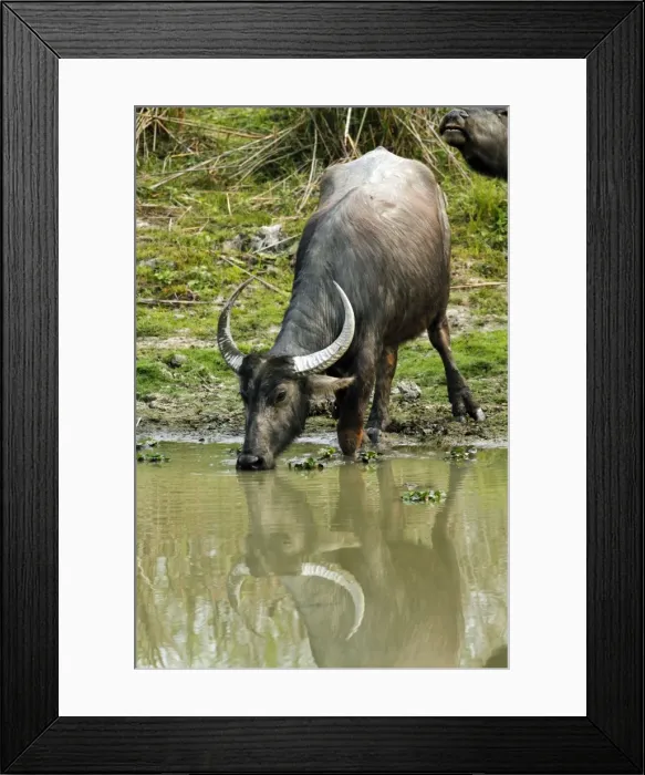 Framed Print : Picture No. 10889917 Framed Print : Picture No. 10889917
