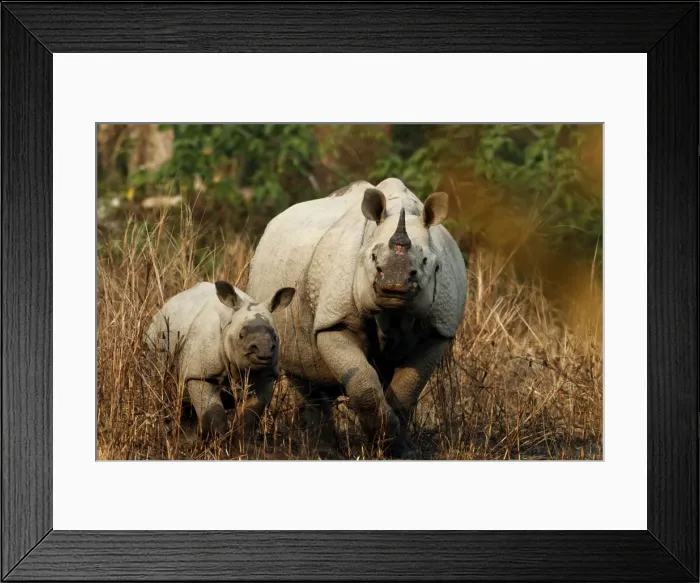 Framed Print : Picture No. 10889921 Framed Print : Picture No. 10889921