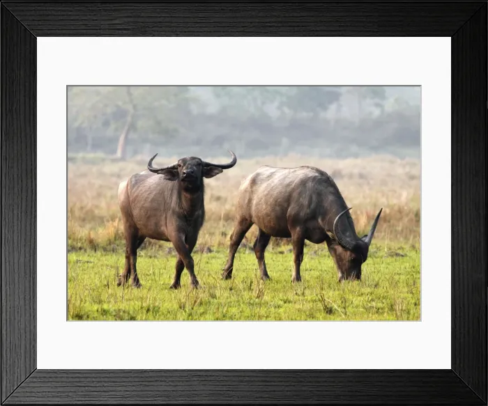 Framed Print : Picture No. 10889920 Framed Print : Picture No. 10889920