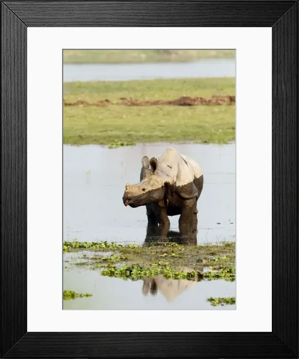 Framed Print : Picture No. 10889922 Framed Print : Picture No. 10889922