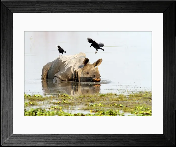 Framed Print : Picture No. 10889924 Framed Print : Picture No. 10889924
