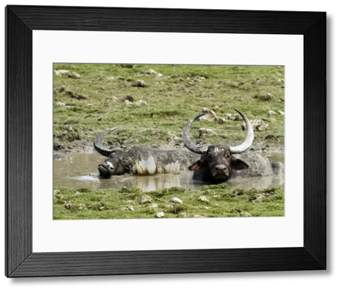 Framed Print : Picture No. 10889925