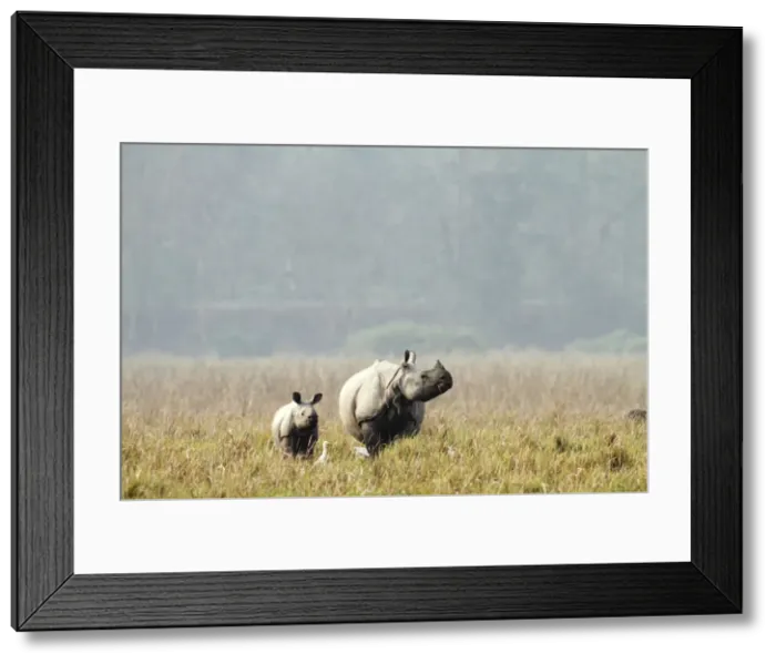 Framed Print : Picture No. 10889919 Framed Print : Picture No. 10889919