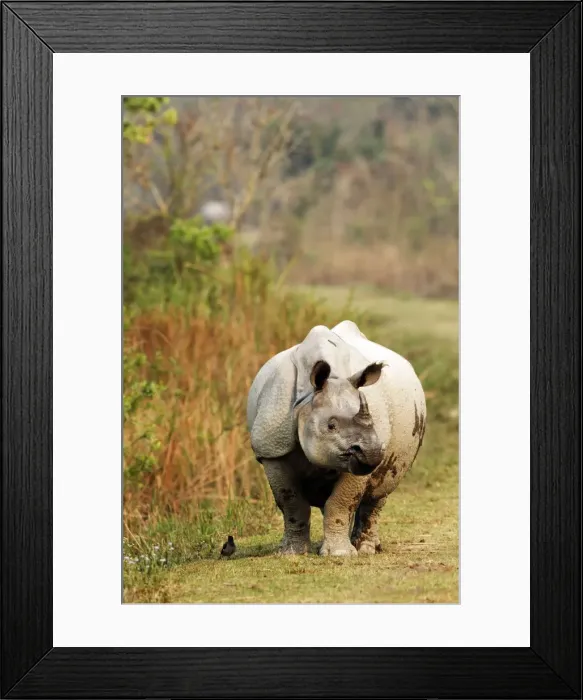 Framed Print : Picture No. 10889927 Framed Print : Picture No. 10889927