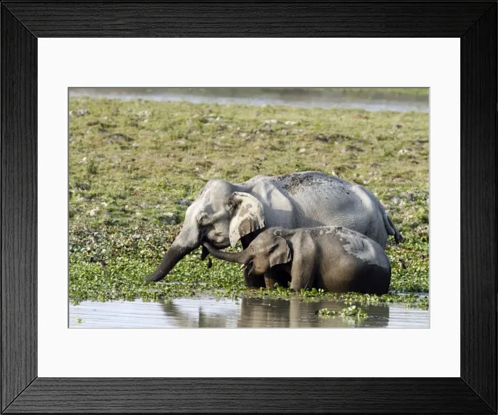 Framed Print : Picture No. 10889929 Framed Print : Picture No. 10889929