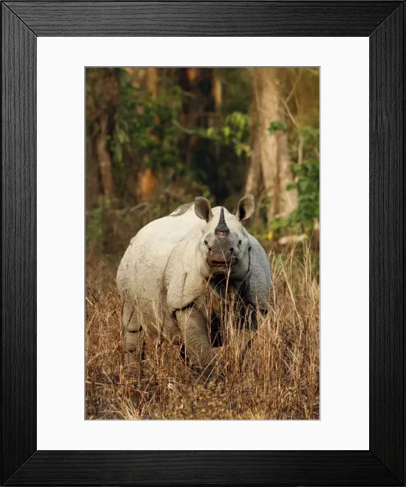 Framed Print : Picture No. 10889923 Framed Print : Picture No. 10889923