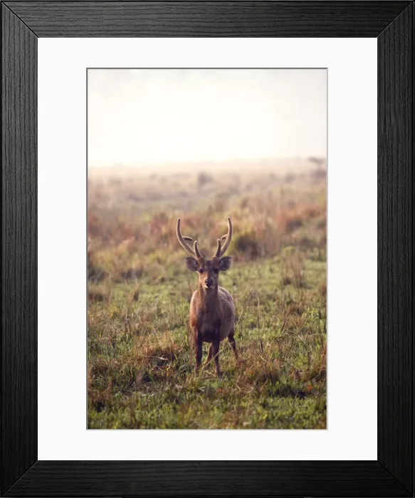 Framed Print : Picture No. 10889933 Framed Print : Picture No. 10889933