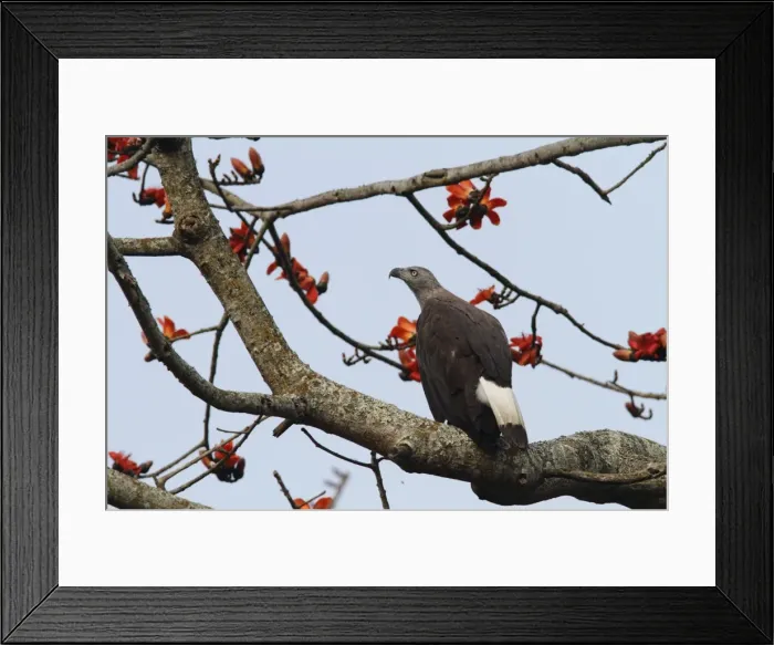 Framed Print : Picture No. 10889934 Framed Print : Picture No. 10889934