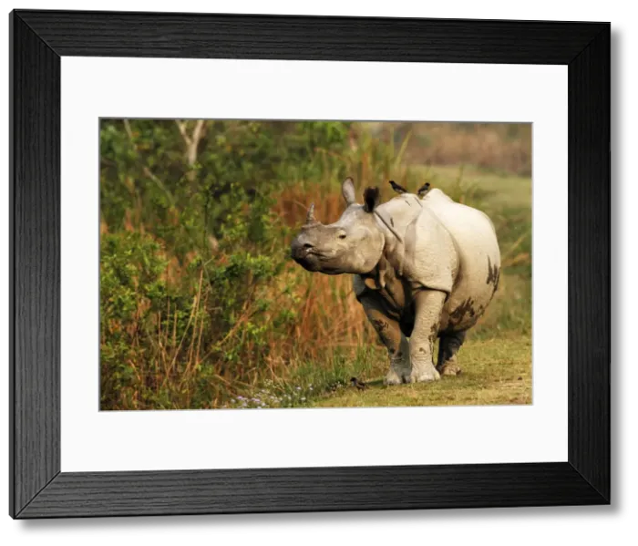 Framed Print : Picture No. 10889930 Framed Print : Picture No. 10889930