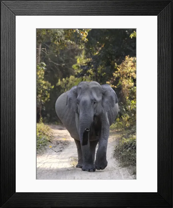 Framed Print : Picture No. 10889932