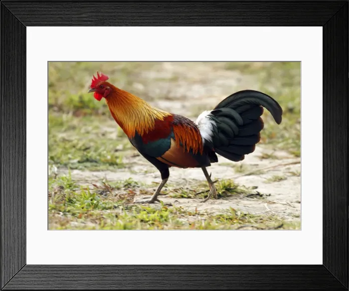 Framed Print : Picture No. 10889937 Framed Print : Picture No. 10889937