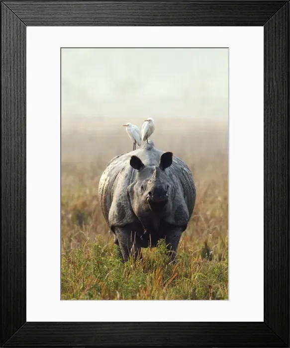 Framed Print : Picture No. 10889939 Framed Print : Picture No. 10889939