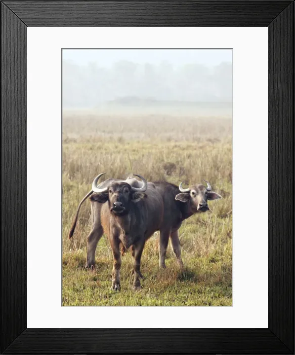 Framed Print : Picture No. 10889936 Framed Print : Picture No. 10889936