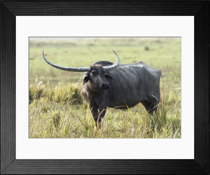 Framed Print : Picture No. 10889940 Framed Print : Picture No. 10889940