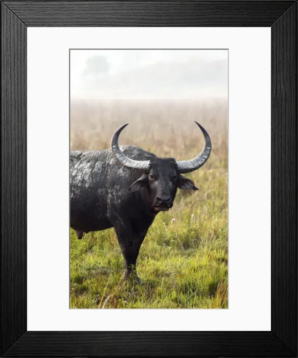 Framed Print : Picture No. 10889943 Framed Print : Picture No. 10889943