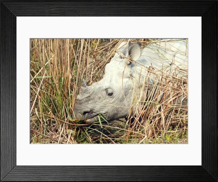 Framed Print : Picture No. 10889942 Framed Print : Picture No. 10889942