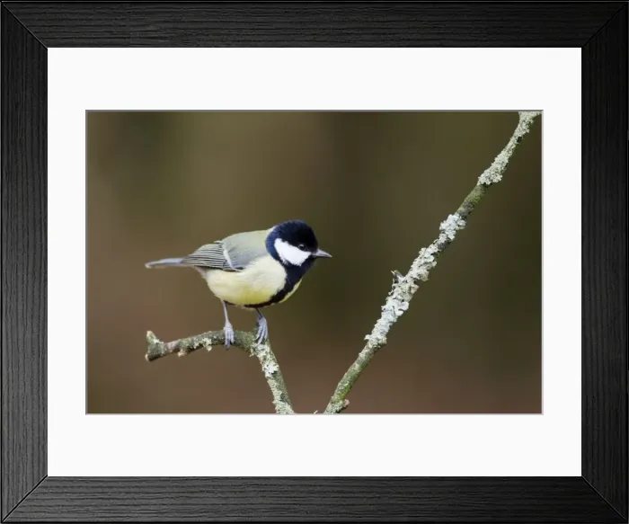 Framed Print : Picture No. 10889083 Framed Print : Picture No. 10889083
