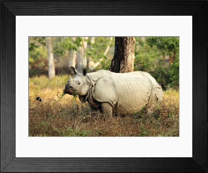 Framed Print : Picture No. 10889935 Framed Print : Picture No. 10889935
