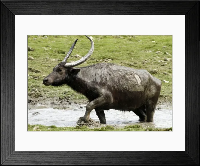 Framed Print : Picture No. 10889948 Framed Print : Picture No. 10889948